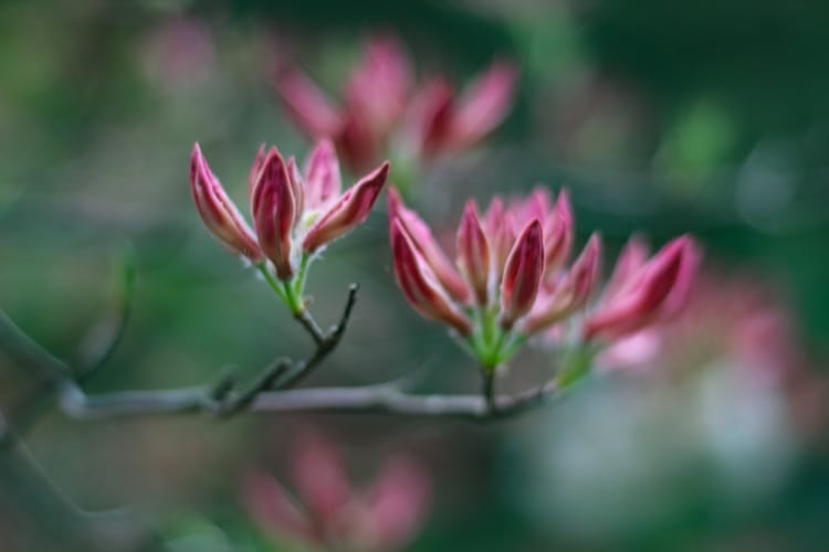 azaleas on bush in early stage of bloom