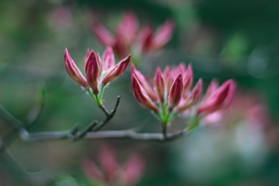 azaleas on bush in early stage of bloom